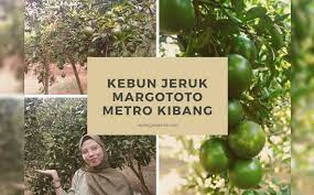 Harga tiket malaysia ke indonesia musim pkpb. Pengalaman Mengunjungi Kebun Jeruk Margototo Metro Kibang Travel2lampung