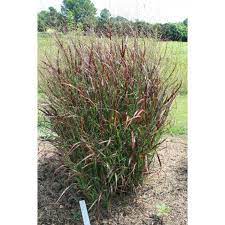 A major prairie grass, switchgrass is a handsome garden plant that lends a golden color to the autumn landscape. Panicum Virgatum Prairie Fire Switch Grass Paramount Nursery Inc