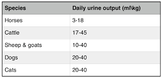 Image result for Urine Output