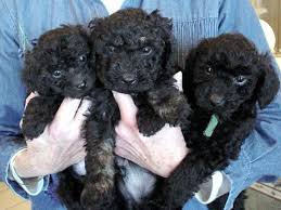 Puli hungarian water dog sitting on grass. Pin On Booda The Pooda Doggies