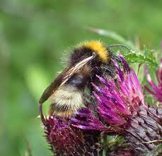 Image result for Bombus sylvestris