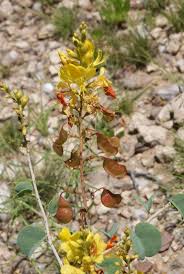 Image result for Adenolobus pechuelii