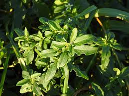 Image result for Solanum chenopodioides