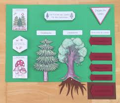 Wald Lapbook Im Sachunterricht Lapbook Scienza Piante