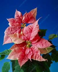 Image result for Euphorbia pulcherrima