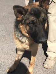 Black And Brown Large Dog Breeds Animal Id 38679015 Species Dog Breed German Shepherd Mix Age 2 Years 1 Day Gender Male Size Large Color Black Brown Site Dep Dogs Dog Breeds Rescue Dogs