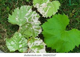 Image result for Tetranychidae grapevine
