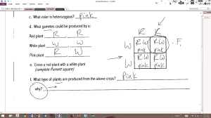 Incomplete dominance spongebob genetics answer key. Answers Incomplete Dominance Crosses Youtube