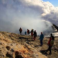 Image result for Isoglossa vulcanicola