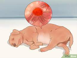 However, if your dog is throwing up mucus frequently, you should after knowing what is making your dog sick, the vet can suggest the best treatment. How To Care For A Dog After It Has Just Vomited With Pictures