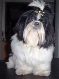 Er ist 7 jahre alt, regelmäßig. Shih Tzu Deckrude Mit Erfahrung Deckanzeigen