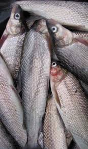 Whitefish: Traditional Ecological Knowledge and Subsistence Fishing in the  Kotzebue Sound Region, Alaska