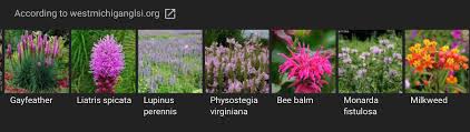 Most people can accomodate at least a few of these flowers to attract bees and butterflies into their gardens, even if only in pots dotted around the yard. Native Michigan Rain Garden Plants Rain Garden Milkweed Liatris