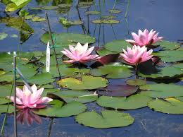 Floating water lilies in pond. Are Water Lilies Difficult To Grow Merebrook Pond Plants