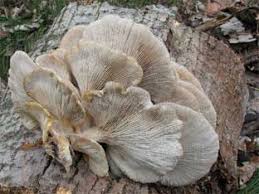 Golden oyster mushroom identification and description. Oyster Mushroom Identification
