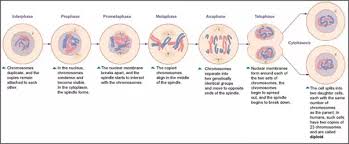 Maybe you would like to learn more about one of these? How Does Mitosis Take Place In Animals Quora