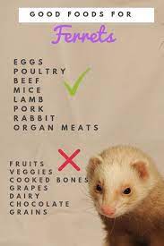 How To Find The Best Cat Food For Ferrets Ferret Ferret Diy Pet Ferret