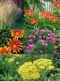 Prestwick is a premier gated community featuring the pete d. Coastal Plants To Consider For Your Grande Dunes Garden