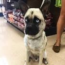 Husky pug mix, hugs all round - Practical Paw | The Dog ...