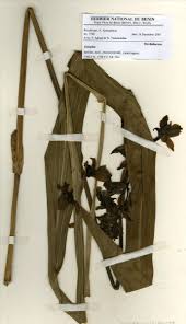 Image result for Eulophia horsfallii