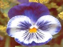 Flowers have begun blooming everywhere, and the air is filled with fragrance. Flowers By Season Winter Flowers Summer Spring Flowers Autumn Flowers