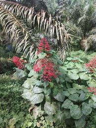 Image result for Clerodendrum buchananii