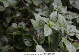 Image result for Platostoma montanum