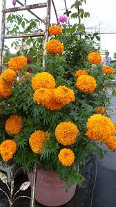 What does day of the dead celebrate? Marigold Day Of The Dead Orange Flower Garden Design Beautiful Flowers Flowers Photography