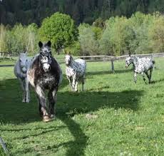Bitte die mit * gekennzeichneten felder ausfüllen. 4 Pferdefreunde Suchen Dringend Ein Neues Zuhause Animal Spirit At