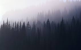 Check spelling or type a new query. Aesthetic Forest Wallpapers Top Free Aesthetic Forest Backgrounds Wallpaperaccess