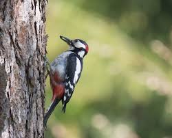 It is entirely possible as reports of woodpecker in this blog post you will read about why woodpeckers are hammering your house, what siding types so, why are they pecking your home? Got Woodpeckers Your Gutters Could Be To Blame