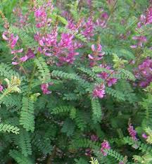 Image result for Indigofera hedyantha