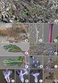 Image result for Isodon