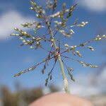 Image result for Sporobolus coromandelianus