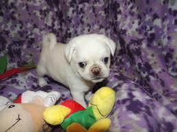 Pug puppies for sale here. View Ad Pug Puppy For Sale Near Oregon Salem Usa Adn 73482