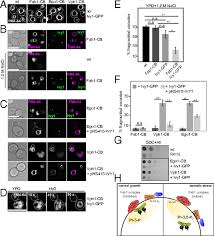 What is the main function of a vacuole in a cell. Control Of Vacuole Membrane Homeostasis By A Resident Pi 3 5 Kinase Inhibitor Pnas
