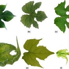 Image result for Lepistemon owariensis