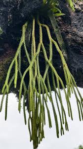 Image result for Huperzia gnidioides