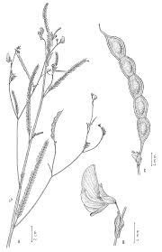 Image result for Zornia pratensis