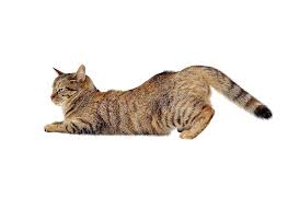 chto delat esli koshka prosit kota