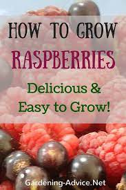 Growing Raspberries An Easy Fruit To Grow Even By Beginners Growing Raspberries Strawberry Plants Growing Fruit