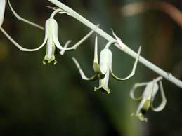 Image result for Dipcadi rigidifolium