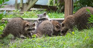But could your dog get rabies even if it's been vaccinated? How To Tell If A Raccoon Has Rabies