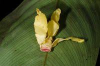 Image result for Hexalobus