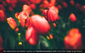 Tulips 4k 8k Hd Wallpaper Macro Photography Flowers Tulip Festival Flowers Nature