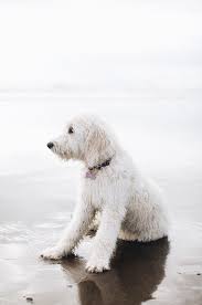 Our dogs are our loved pets who enjoy life with us on our little farm. A Hound Dog Goldendoodle Puppy Goldendoodle Hound Dog