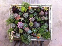 Wandbegrunung Aus Paletten Coole Diy Projekte Fur Ihr Zuhause Wandgarten Sukkulenten Hangende Sukkulenten
