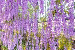 25 samen chinesischer blauregen (wisteria sinensis). Blauregen Ziehen So Gelingt Die Anzucht Der Wisteria