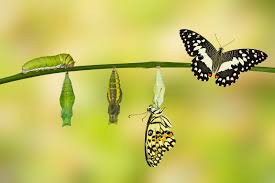Shop more than 1.4 million cat parts What A Caterpillar Can Teach You About Growing Your Business