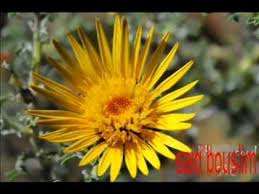 قصيدة البـردة في مدح رسول الله ص كاملة alborda